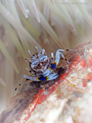 Gnathophyllum americanum