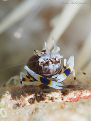 Gnathophyllum americanum