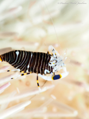 Gnathophyllum americanum