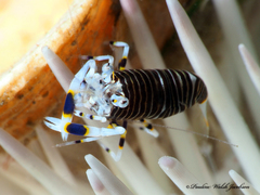 Gnathophyllum americanum