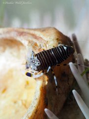 Gnathophyllum americanum