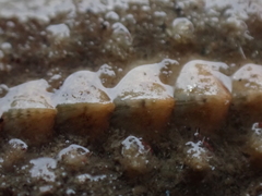 Acanthochitona fascicularis