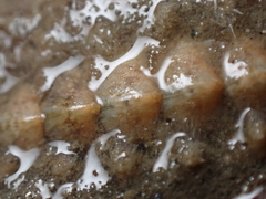 Acanthochitona fascicularis