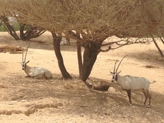 Oryx leucoryx