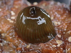 Actinia equina