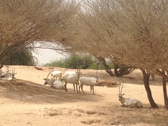 Oryx leucoryx