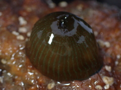 Actinia equina