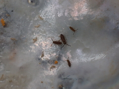 Axelsonia littoralis