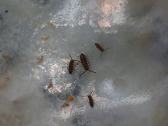 Axelsonia littoralis