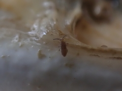 Axelsonia littoralis