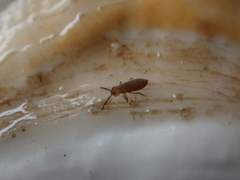 Axelsonia littoralis