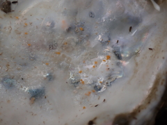 Axelsonia littoralis