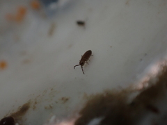 Axelsonia littoralis