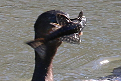 Hypostomus albopunctatus