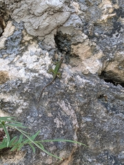 Anolis extremus