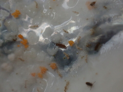 Axelsonia littoralis