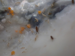 Axelsonia littoralis