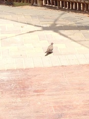 Streptopelia senegalensis