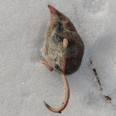 Sorex cinereus