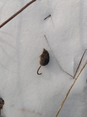 Sorex cinereus