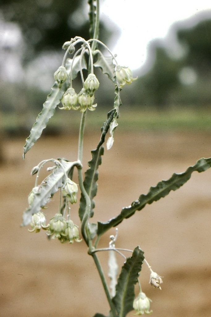 Araujia herzogii