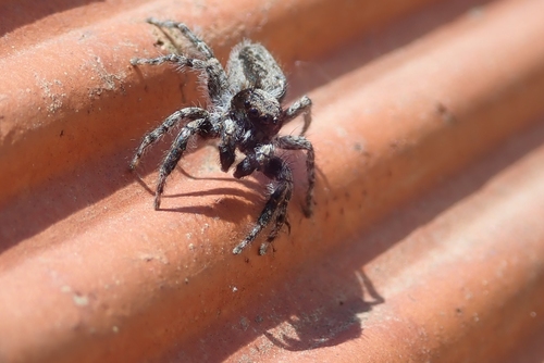 Menemerus taeniatus, Olesa de Montserrat, Barcelona, Spain, photo 7 of 10
