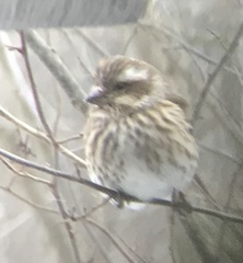 Haemorhous purpureus purpureus