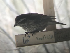 Haemorhous purpureus purpureus