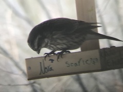 Haemorhous purpureus purpureus