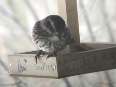 Haemorhous purpureus purpureus