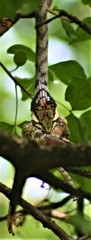 Thelotornis capensis capensis