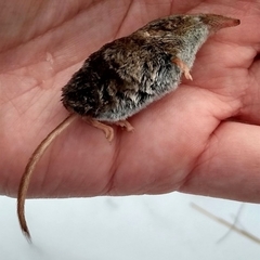 Sorex cinereus