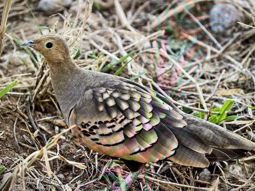 Chestnut-bellied Sandgrouse