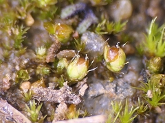 Acaulon