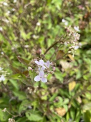 Tripogandra serrulata