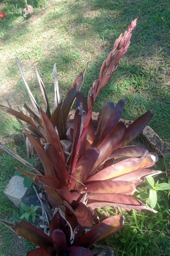 Aechmea catendensis