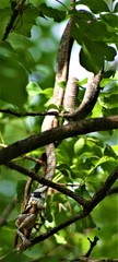 Thelotornis capensis capensis
