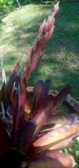 Aechmea catendensis