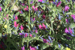Echium horridum