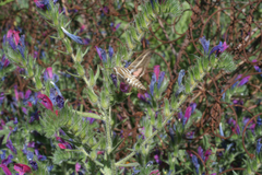 Echium horridum