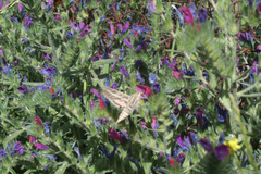 Echium horridum