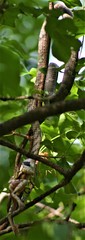 Thelotornis capensis capensis