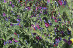 Echium horridum