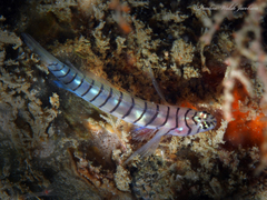 Tigrigobius macrodon