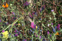 Echium horridum