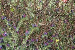 Echium horridum