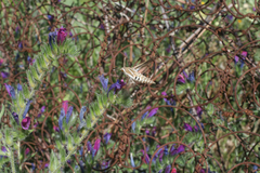 Echium horridum