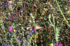 Echium horridum