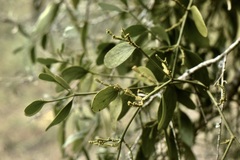 Phoradendron bathyoryctum