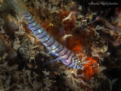 Tigrigobius macrodon